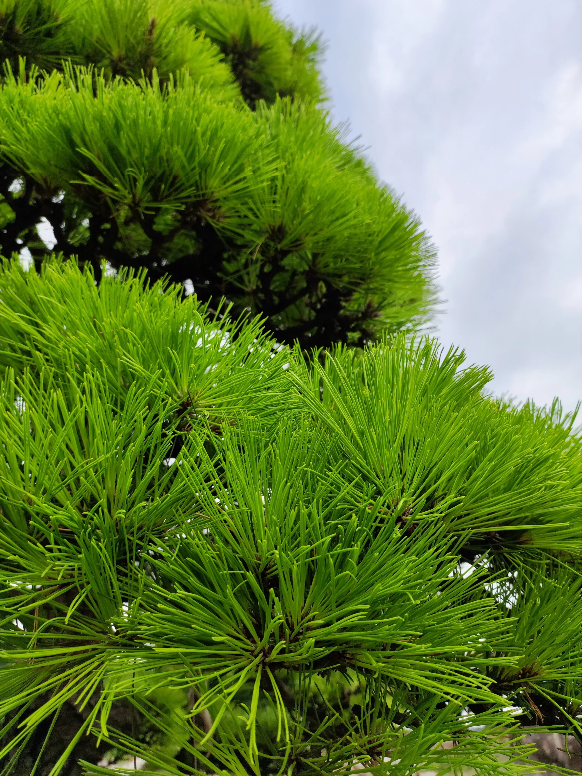 黑松叶子失绿干枯原因
