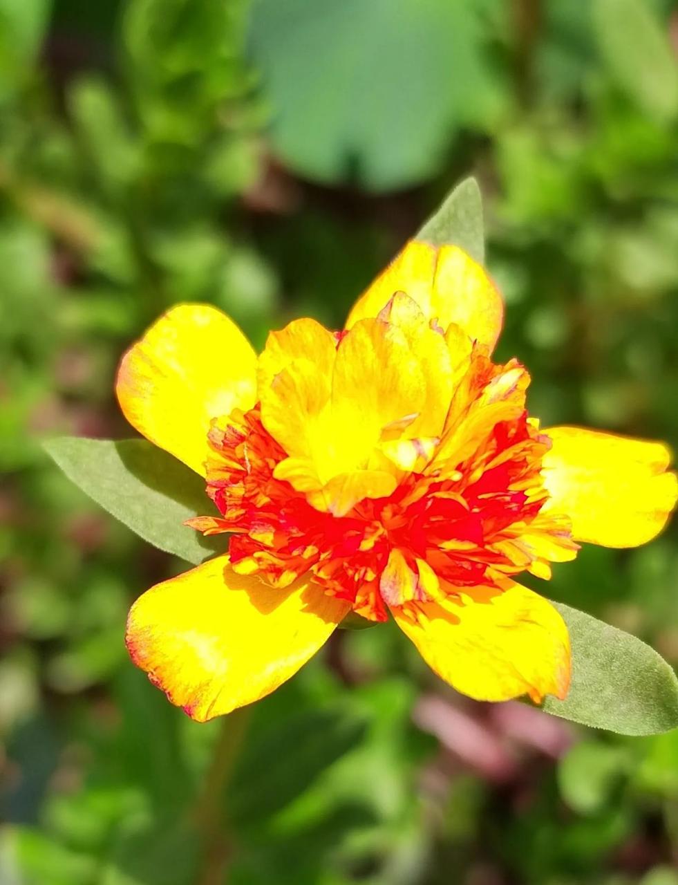 太阳花有各种各样的美 玫红王老桩 重楼 粉芙蓉 阔叶单瓣白 都那么美