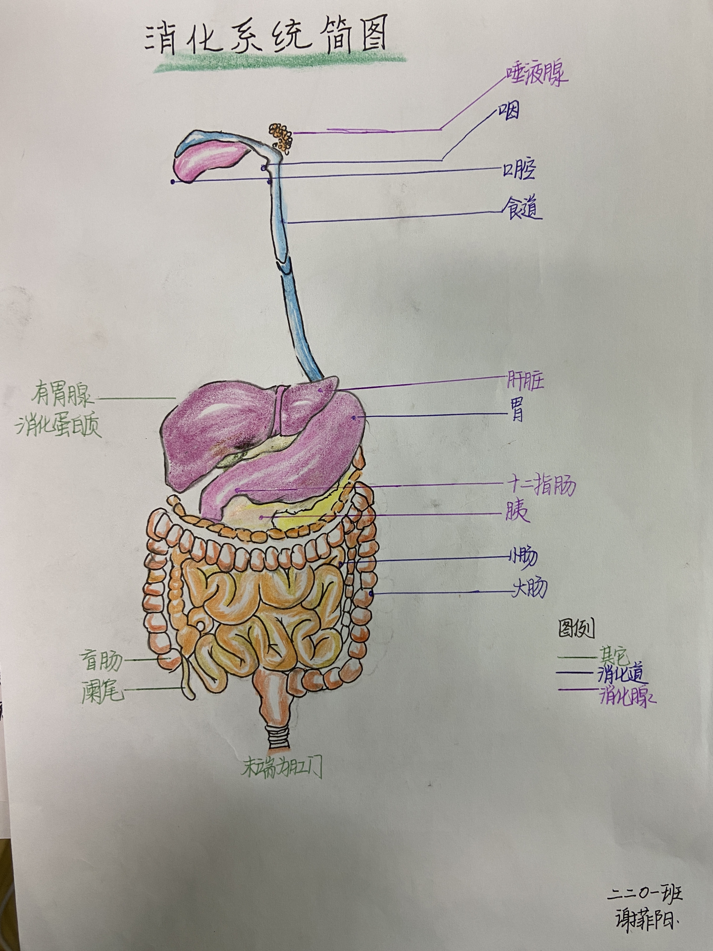消化系统结构图