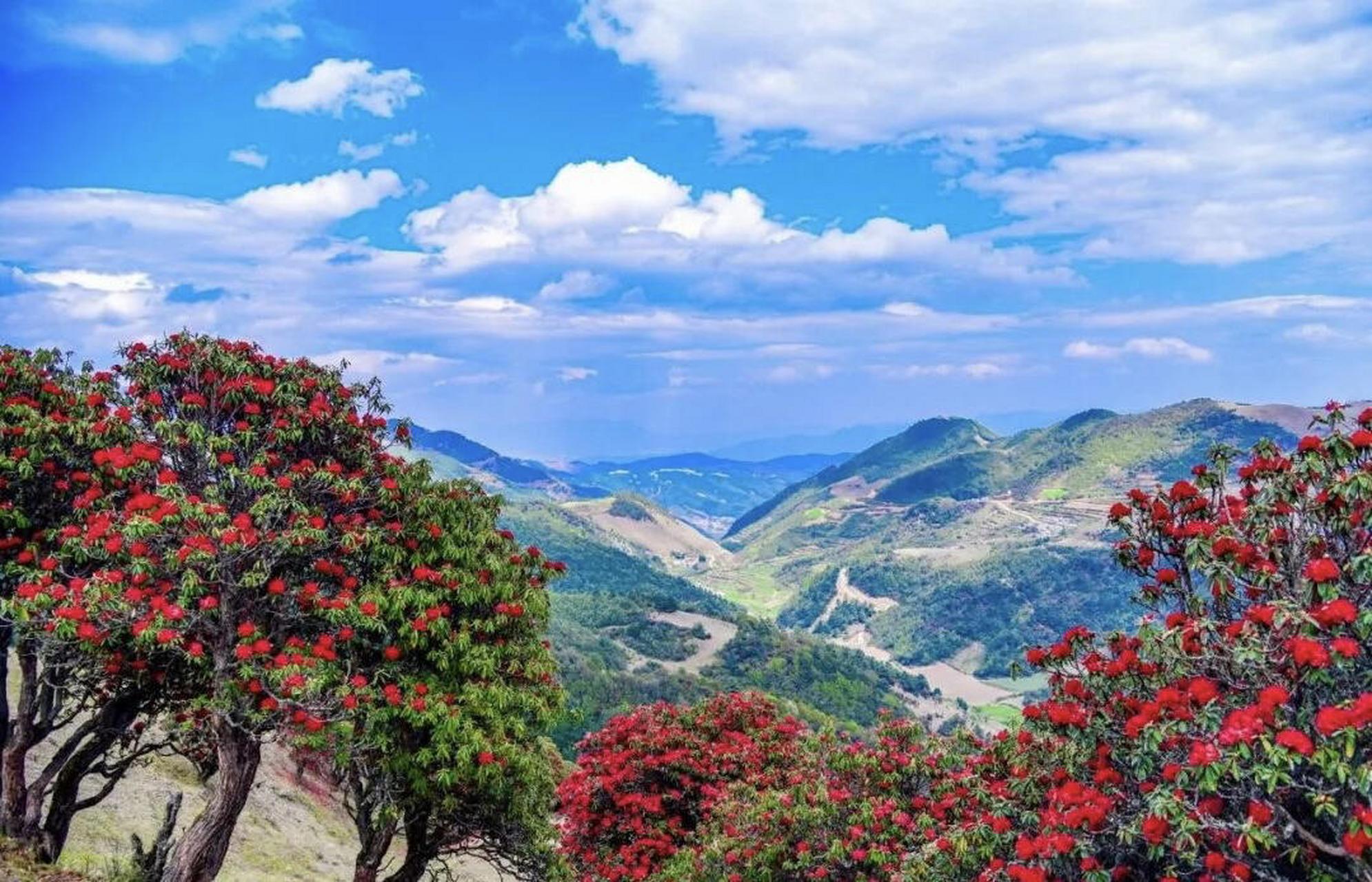 4月8日周六寻甸凤龙山马樱花海 行程安排 1,早上9.30在拓东体育馆9号