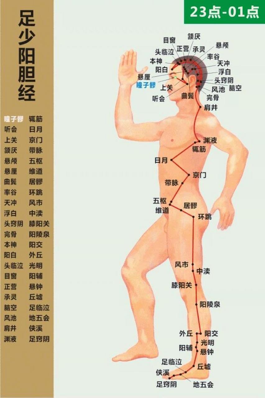【经络入门】11-足少阳胆经-速记歌诀