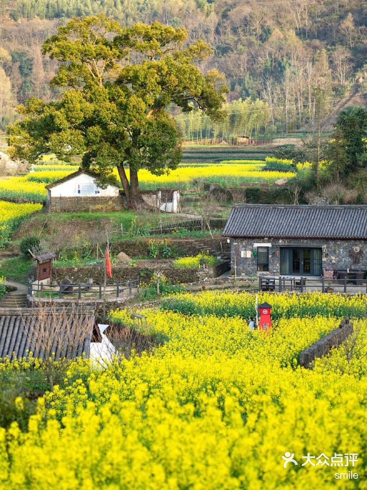 宁波去哪儿玩(宁海桑洲油菜花景区)-大众点评