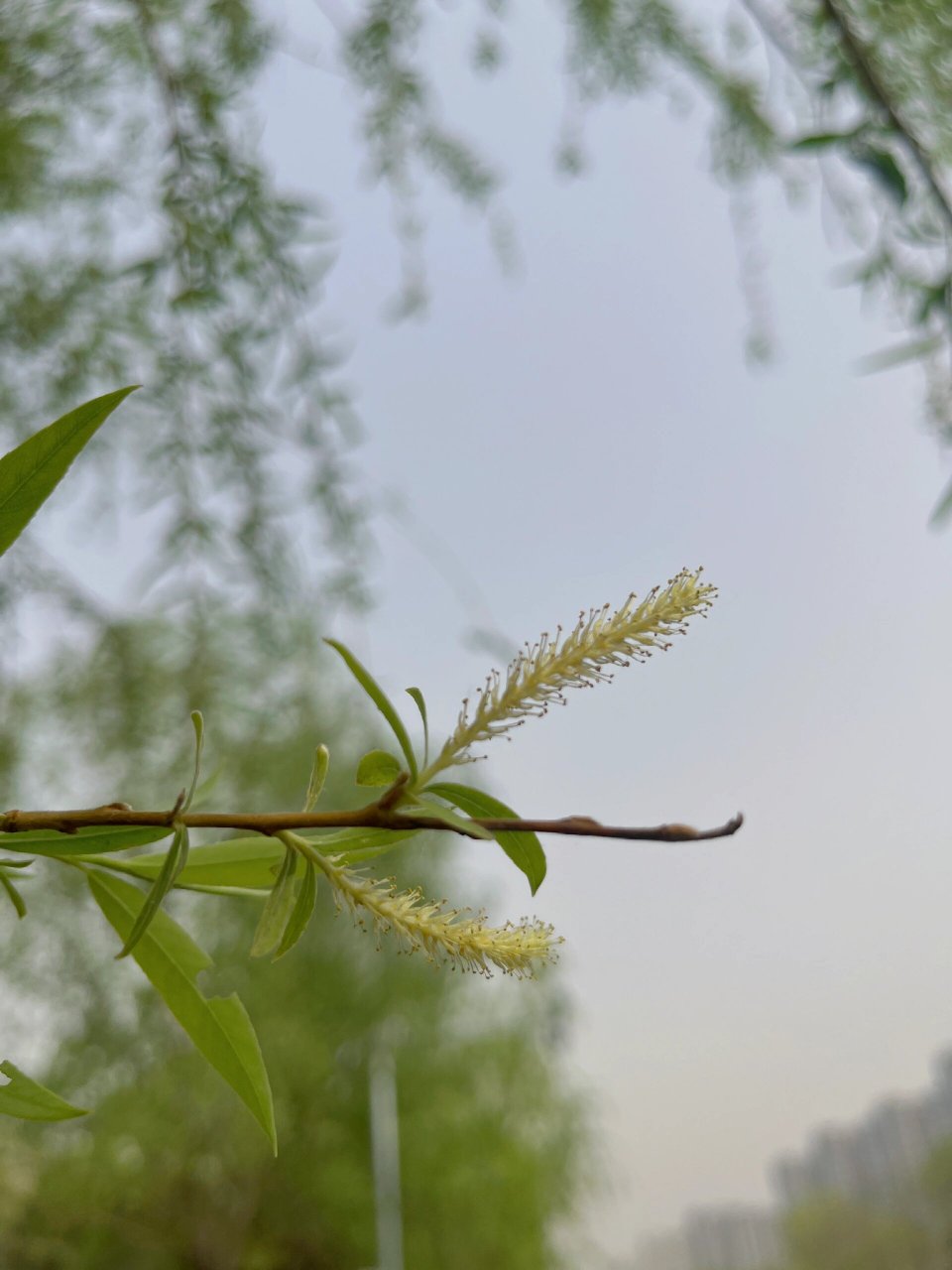 柳树雌花图片图片