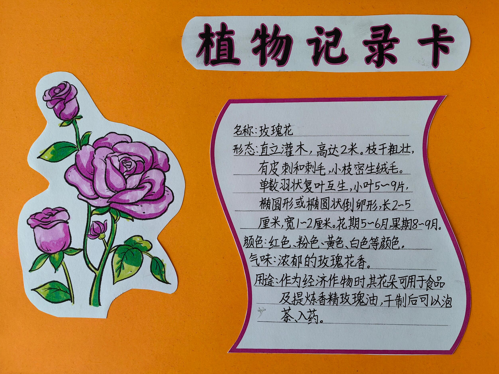 植物的观察记录卡怎么写(植物观察记录卡怎么写作文)