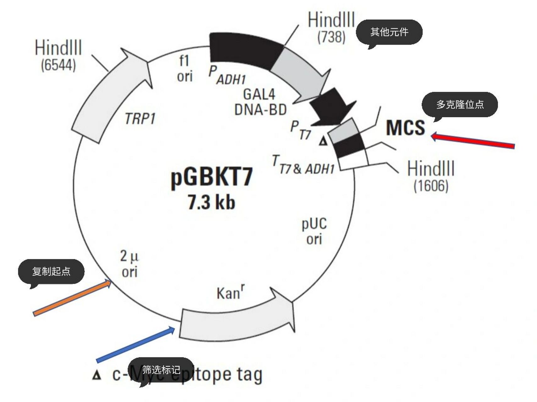 构建载体是分子生物学实验中最基础的部分,看懂载体图谱对我们来说则