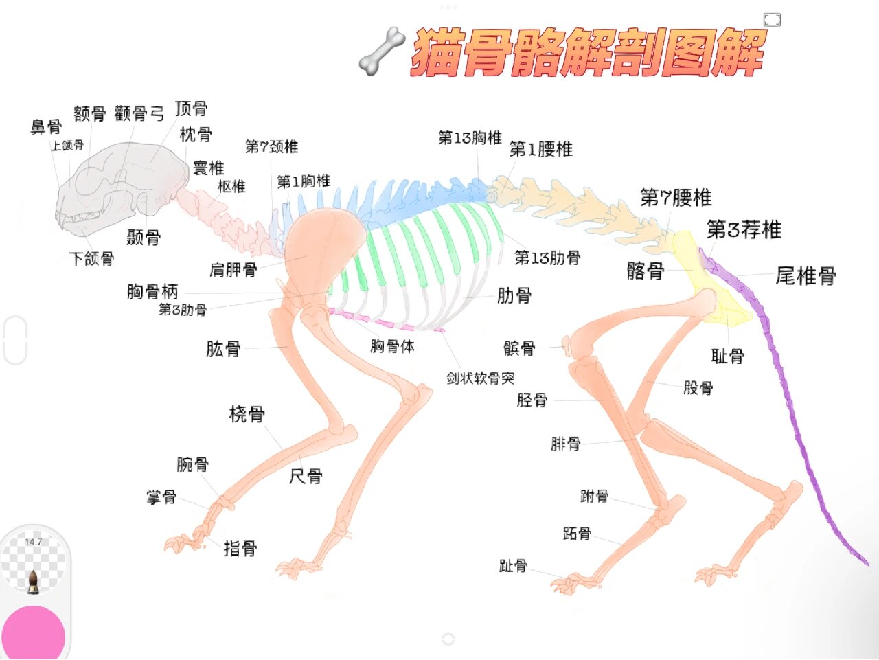 猫咪🐱骨骼解剖图