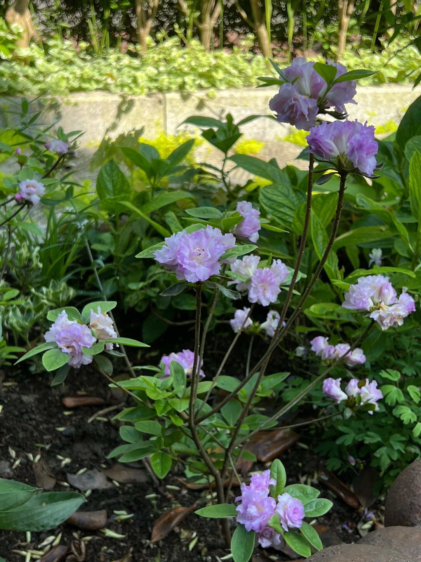 杜鹃:春诗 是我目前最喜欢的杜鹃