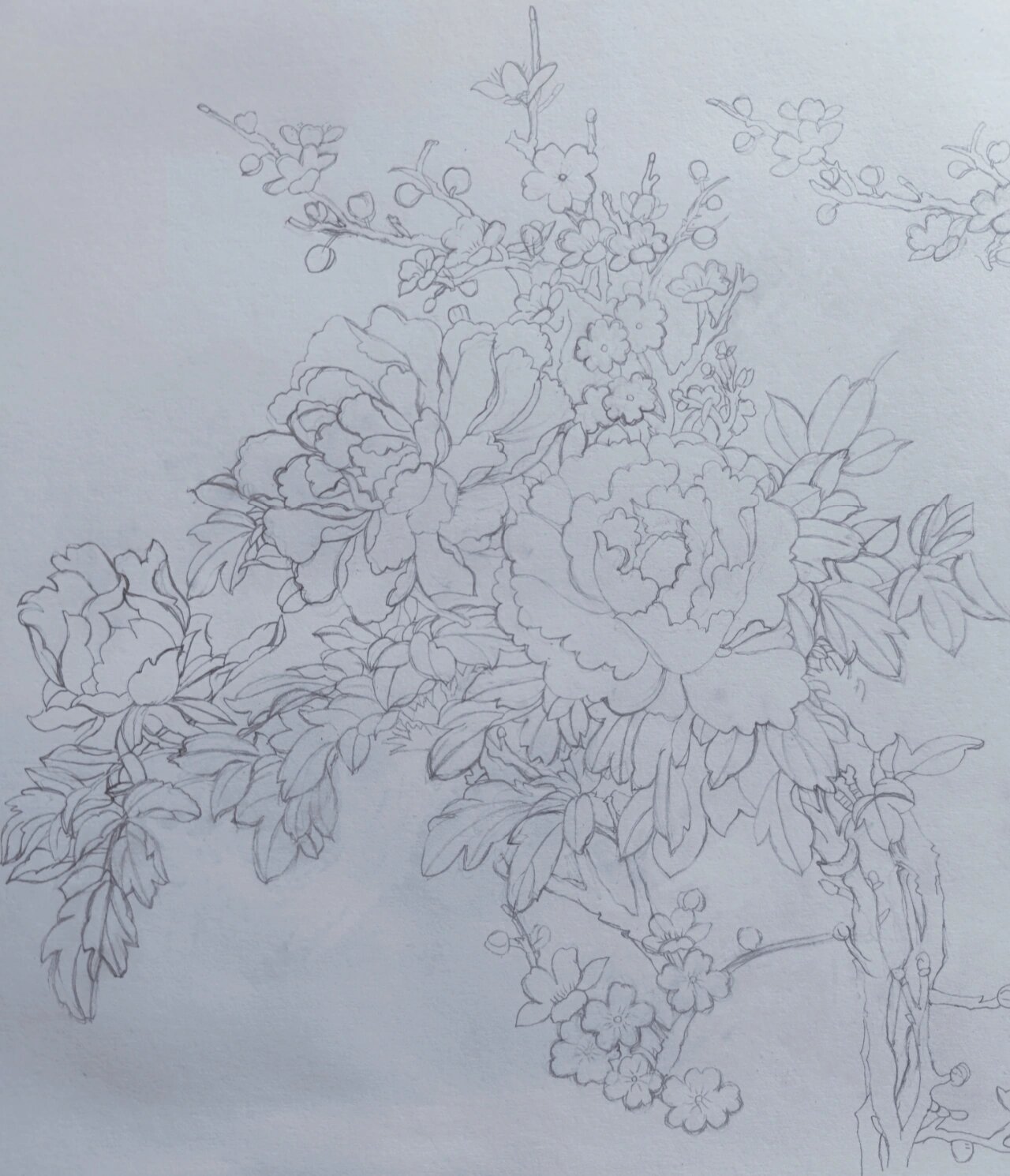 彩铅画《牡丹花》