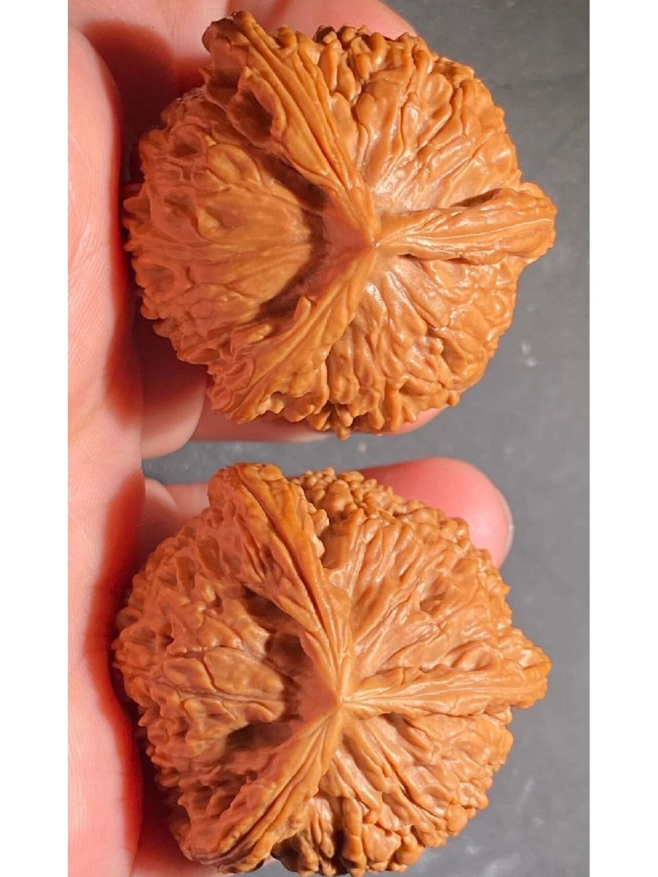 水龙纹狮子头三棱核桃41边40肚 不是拼接假一赔十,走平台!