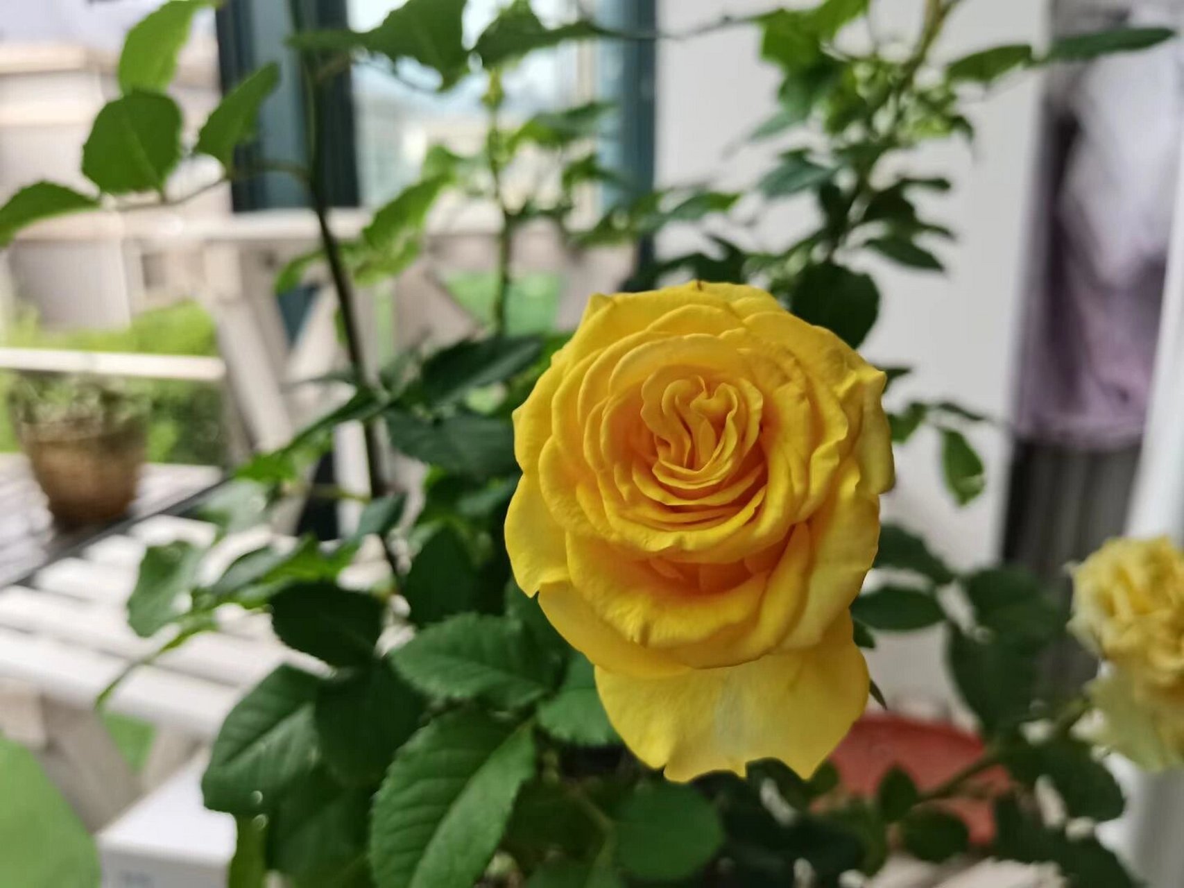 我的第一棵月季-贝壳 #贝壳月季# #我的月季花# #阳台月季# 非常推荐