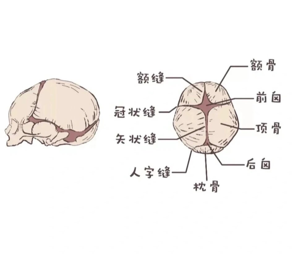 后囟门在什么位置图片图片