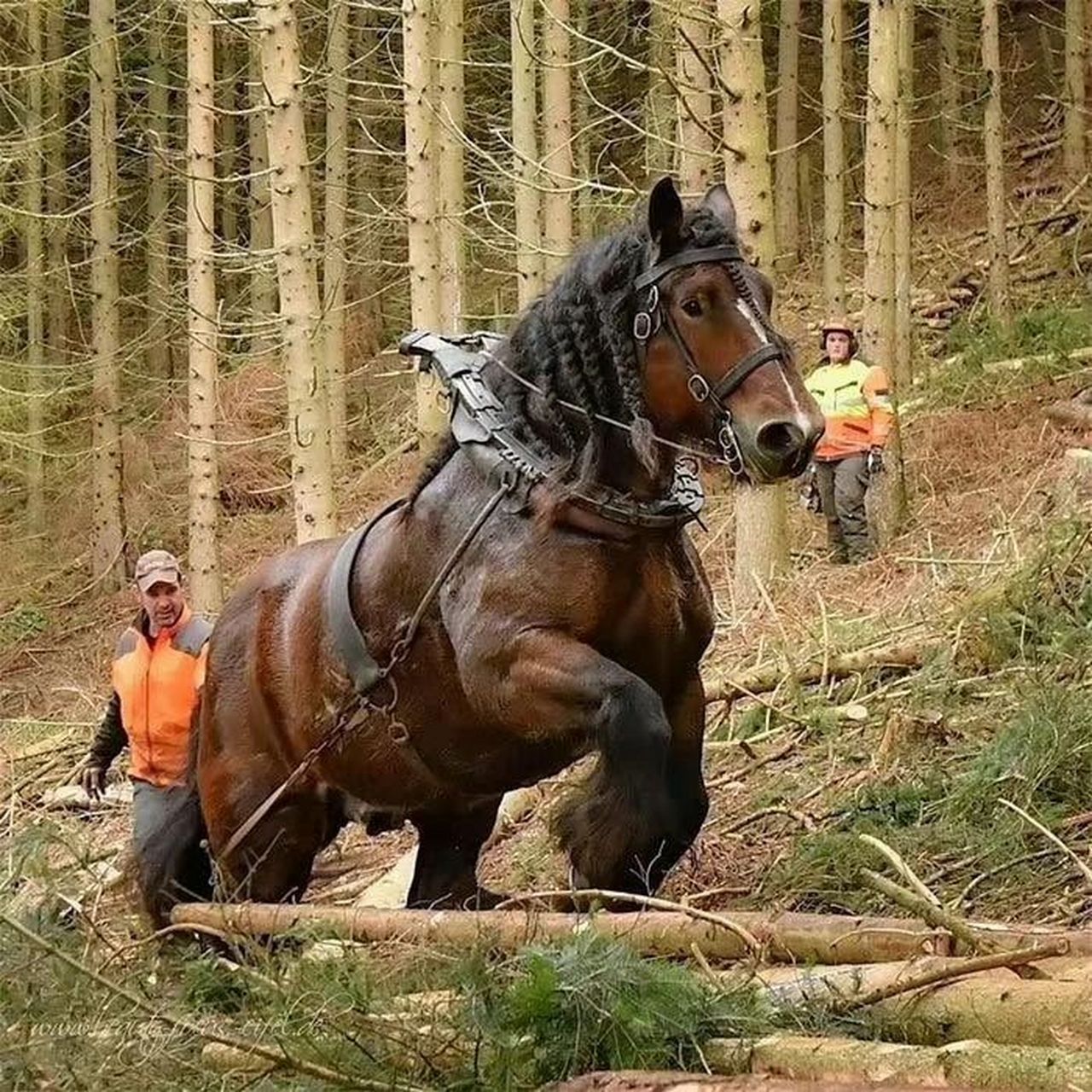 比利时重型马图片