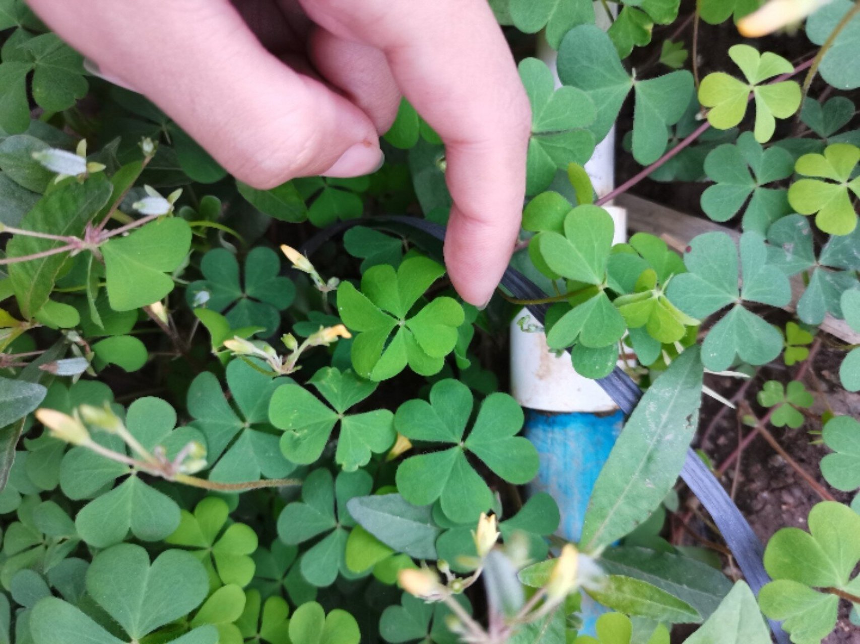 92四叶草 四叶草是三叶草中的变异品种,十分难找到,发现一株四叶草