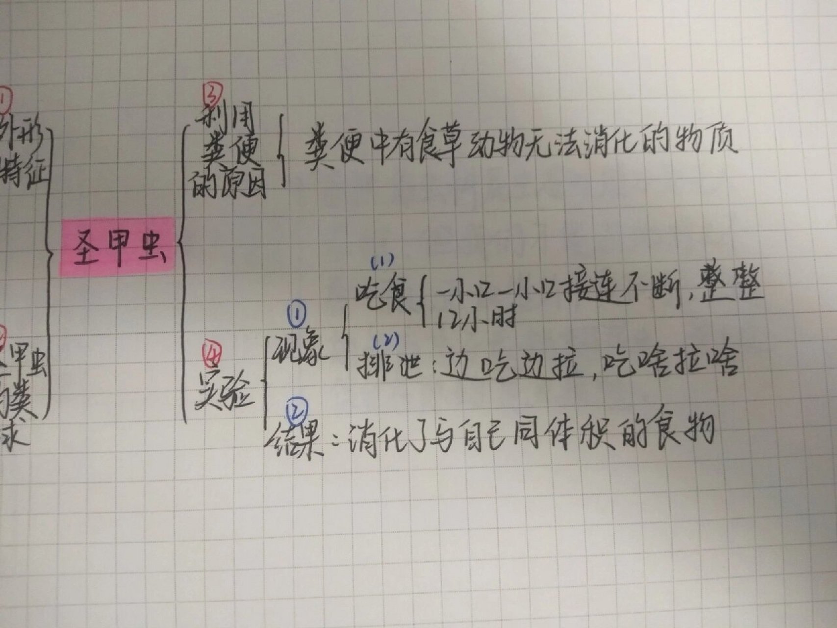 《昆虫记》思维导图 圣甲虫 啊啊啊啊啊31号就开考了啊