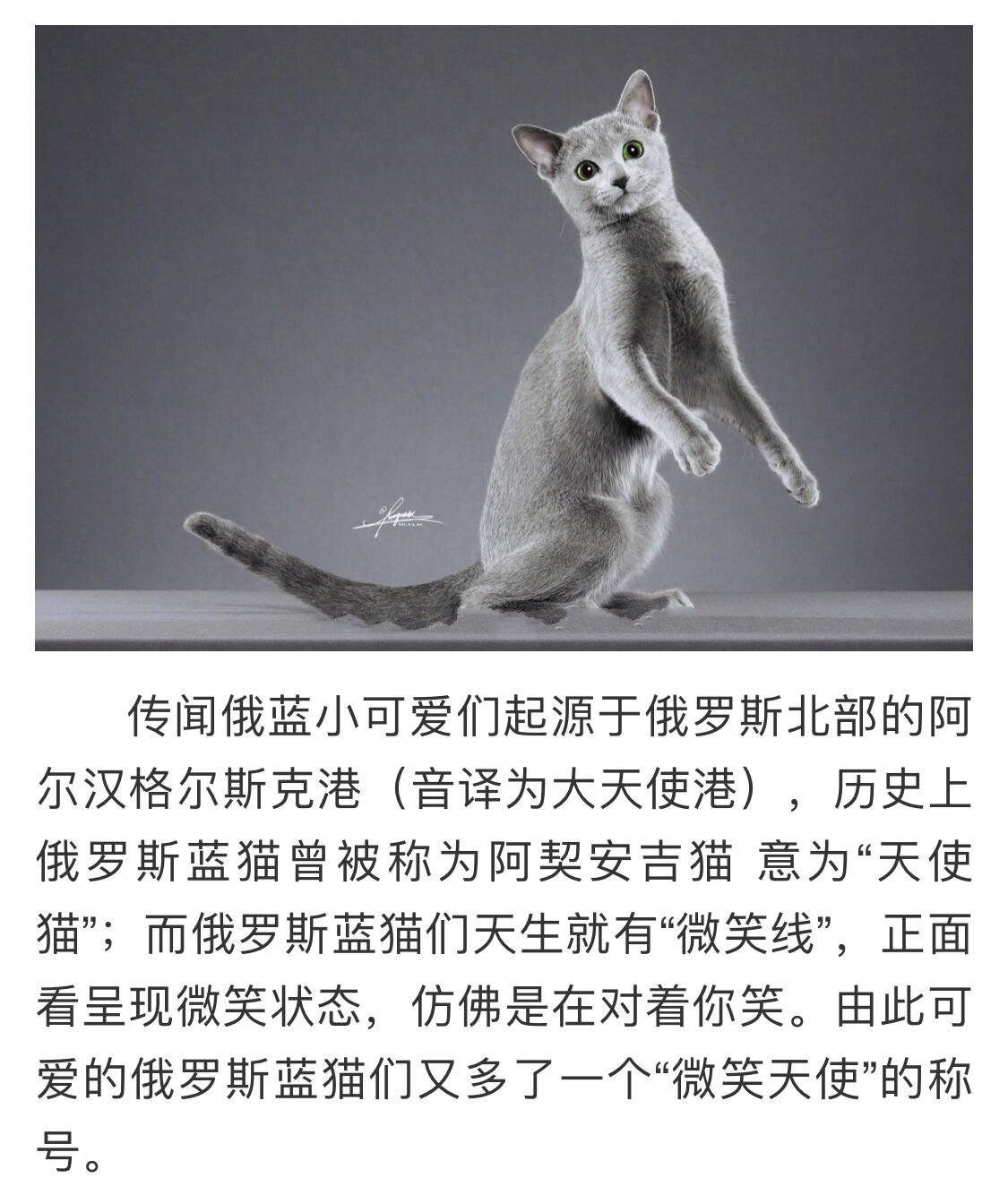 俄罗斯蓝猫品种介绍|最齐全 "猫中贵族""冬之精灵""微笑天使"这三个