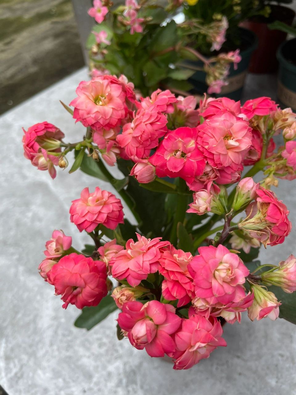 长寿花:独角兽.