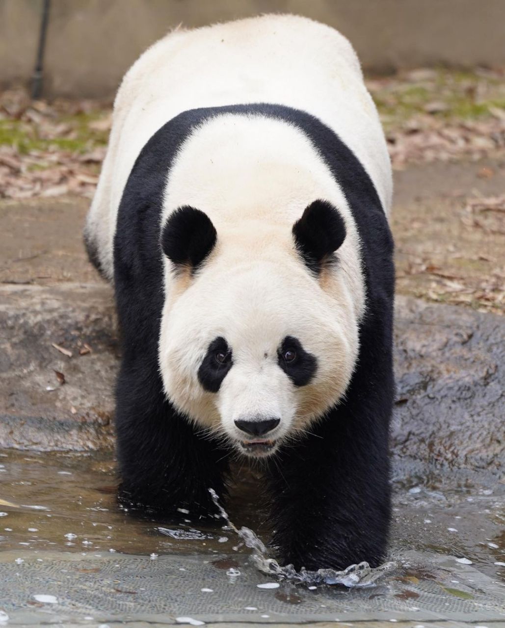 大熊猫华妮# 盖着竹子被吃饭饭～ 爱护大自然人人有责,保护小动物从