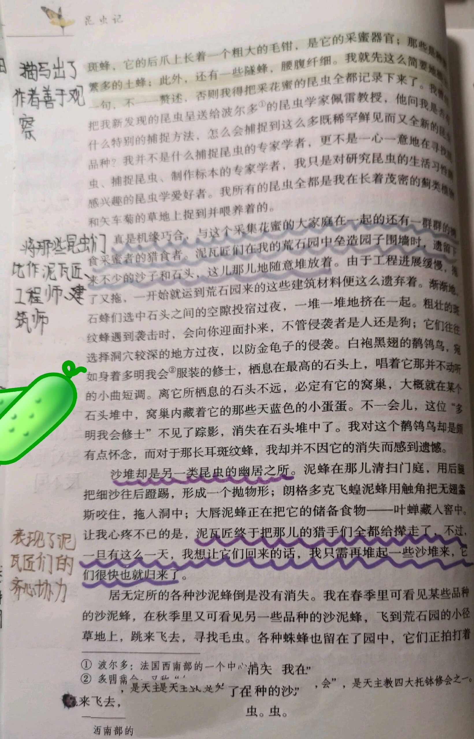 石泥蜂简介图片