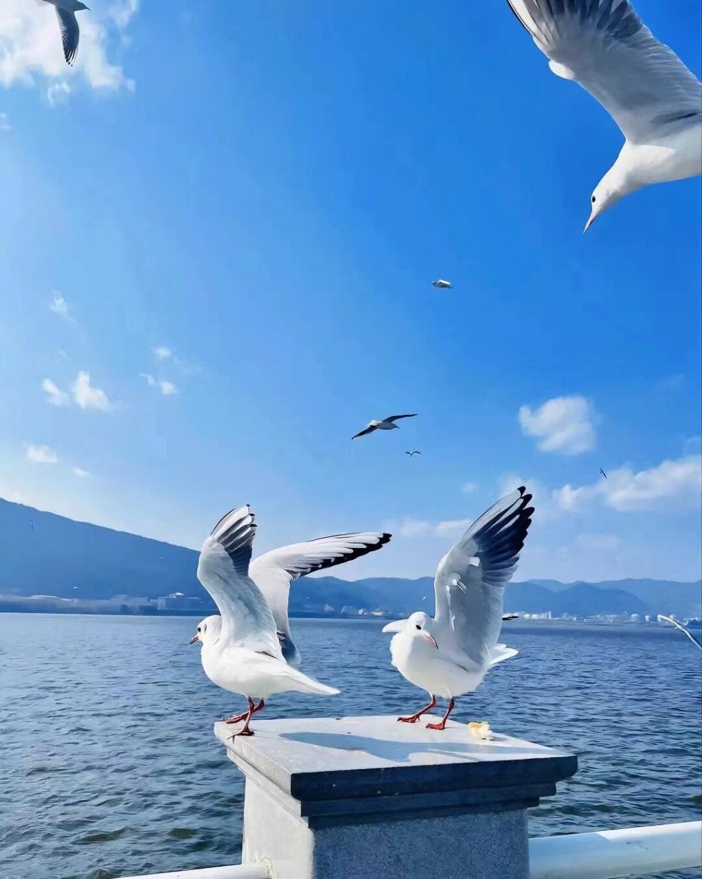 海鸥在大海上飞翔图片图片