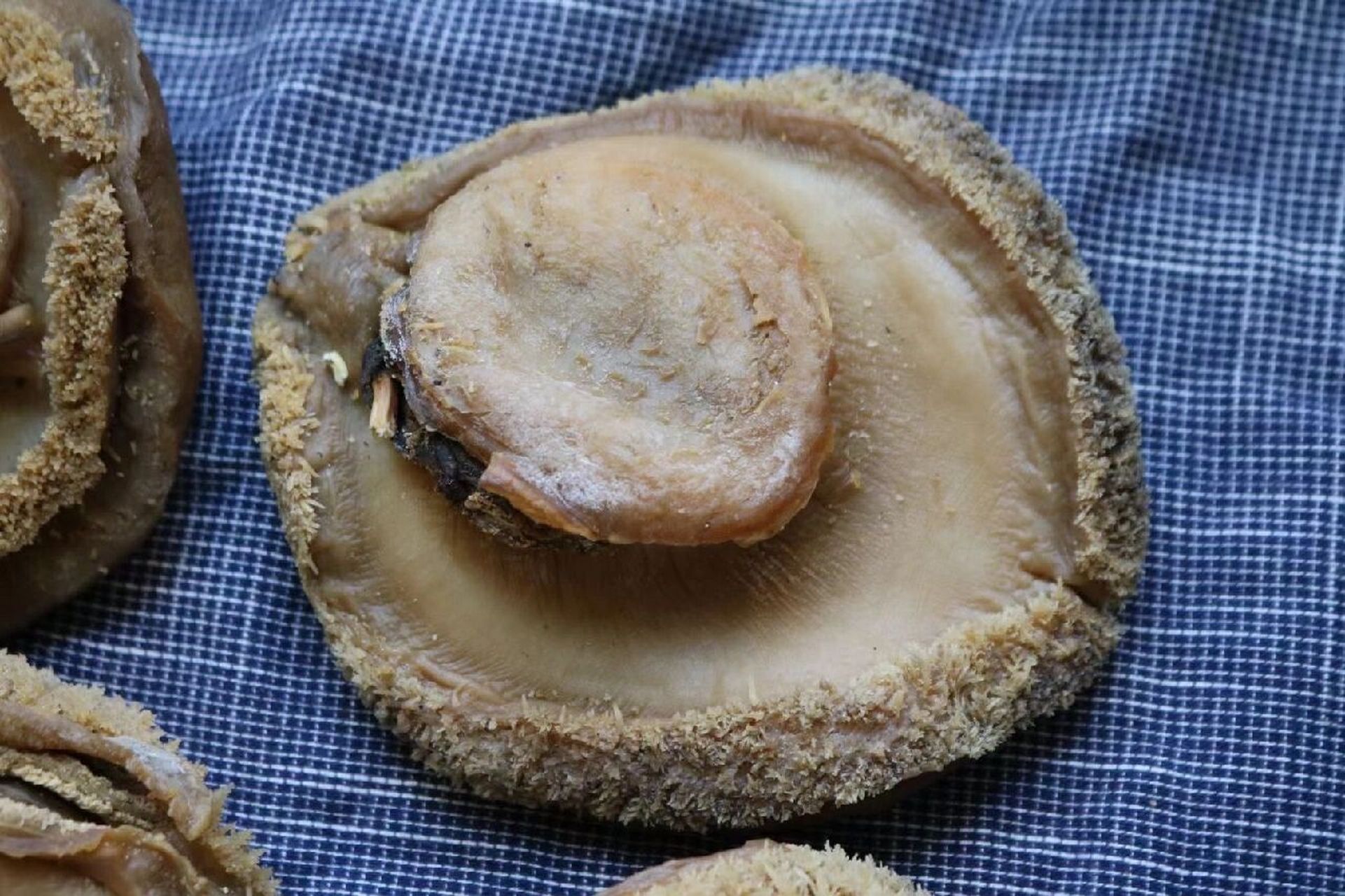 2头南非鲍鱼  所谓"千金难买双头鲍",一只双头鲍鱼价值极高.