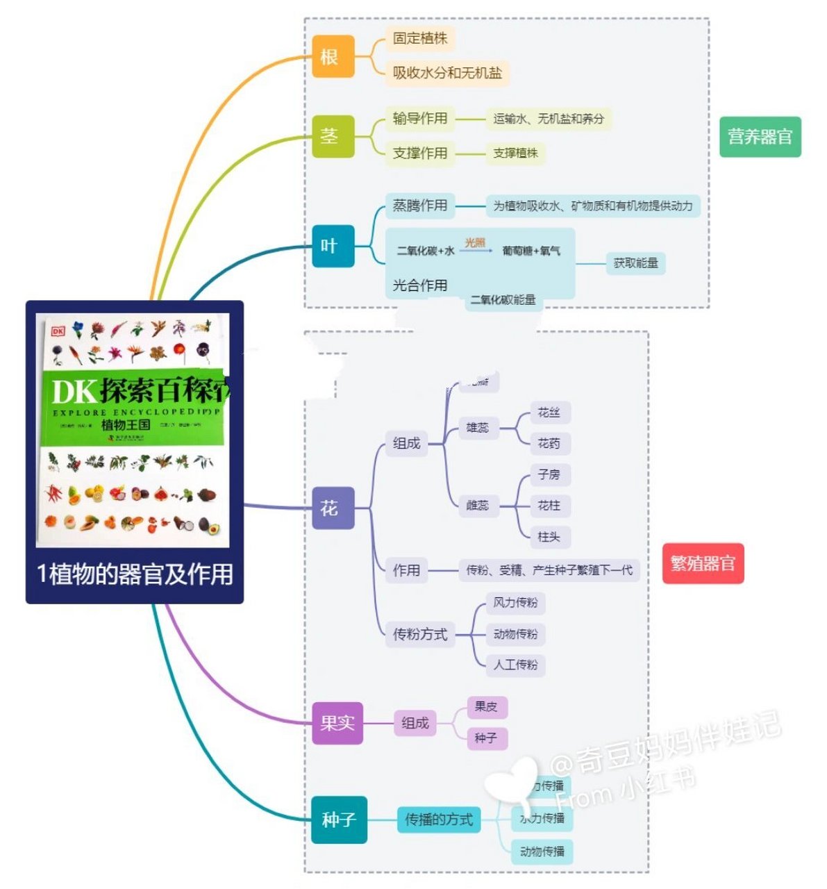 杜鹃花的六大器官图片