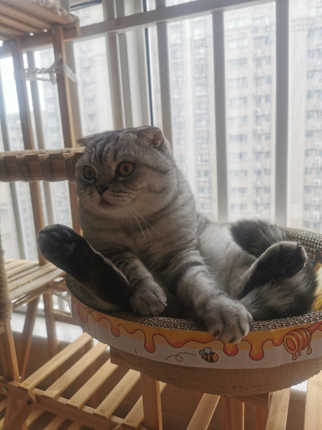 这些姿势是折耳猫发病了吗?