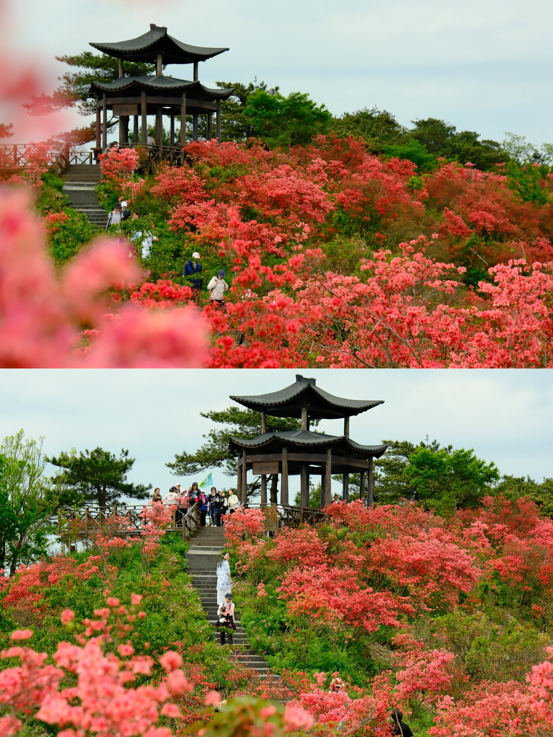 4.22实拍|走遍浙江,最美杜鹃花还得看这里