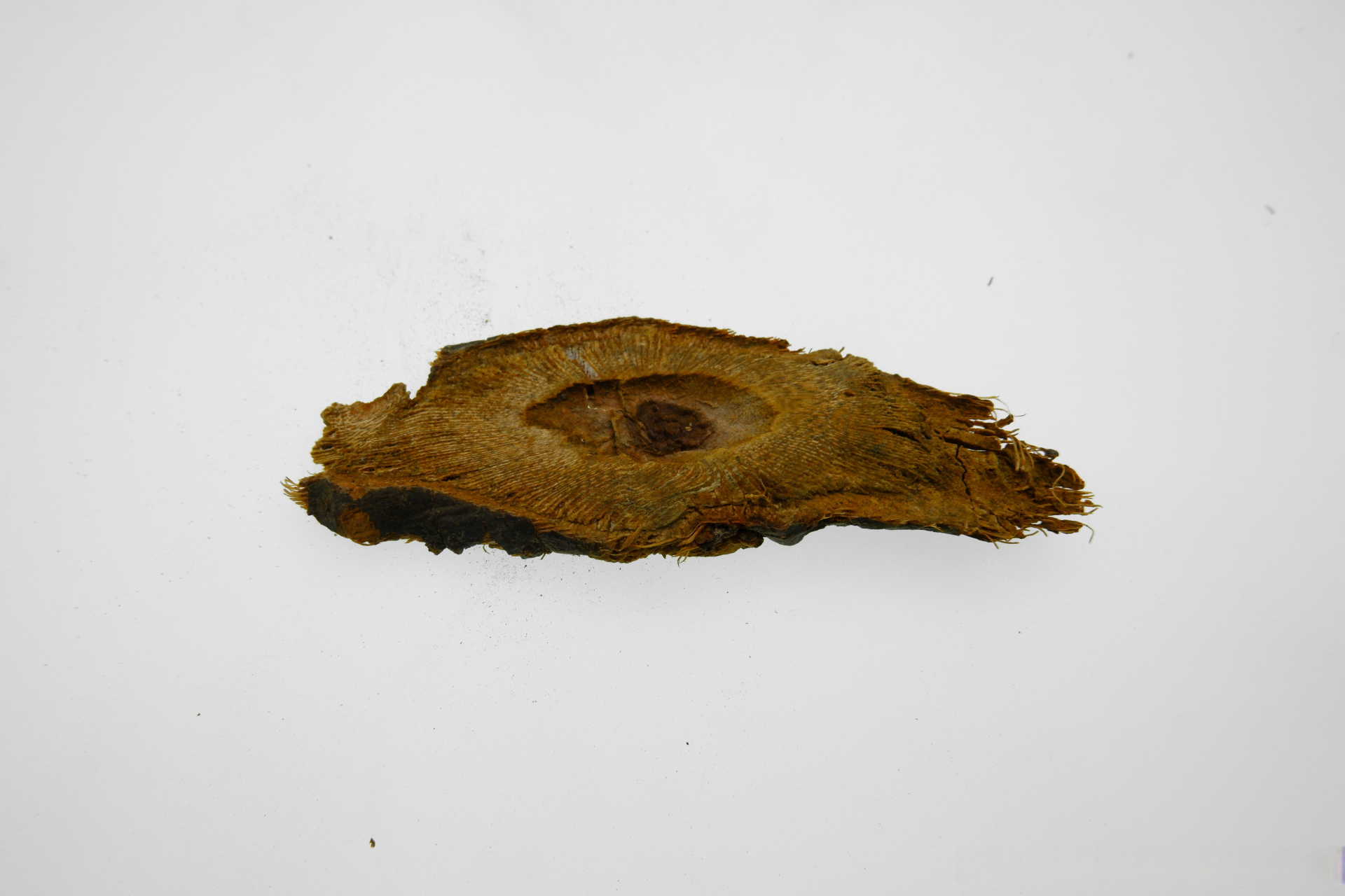 虎杖具有多种别名,如大虫杖,苦杖,酸杖,斑杖,苦杖根,杜牛膝,酸桶笋