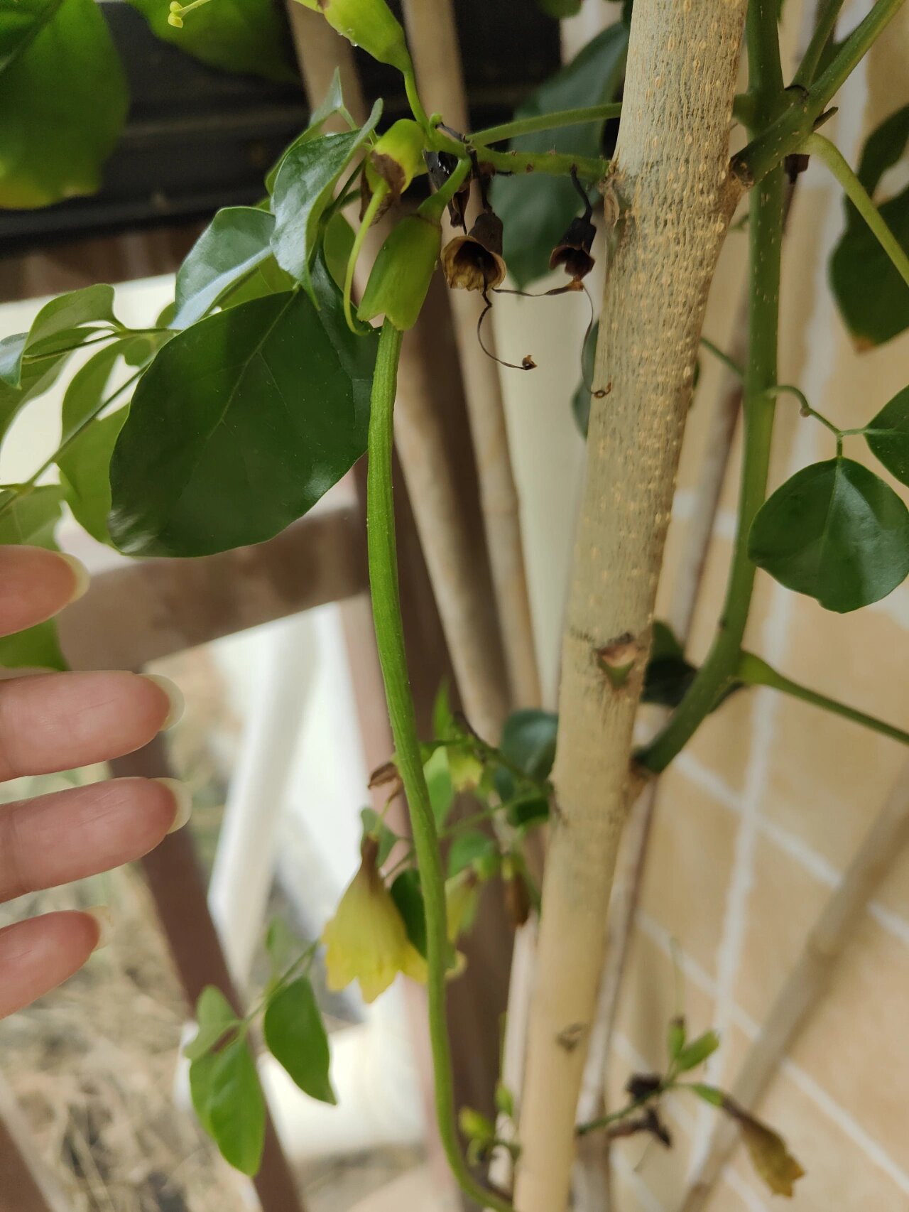 看我种的幸福树结果了