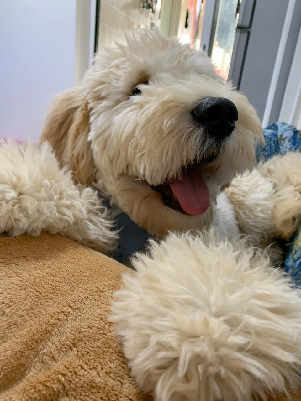 什么是金贵犬(goldendoodle)科普贴 7215这是一篇科普文 什么是金