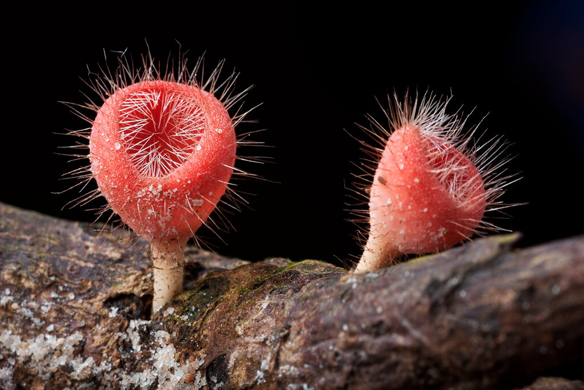 超可爱的毛茸茸蘑菇 毛杯菌屬0202cookeina 其成员可能存在于全
