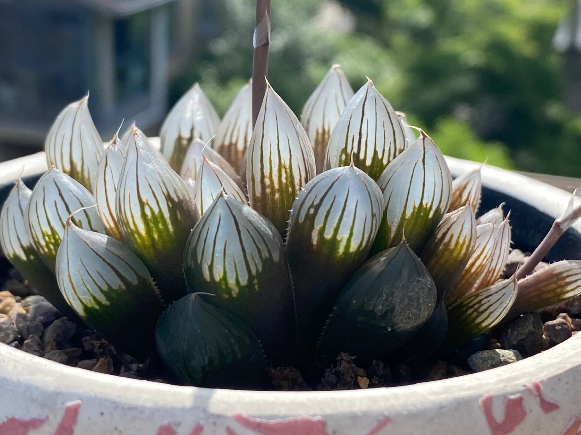 玉露开花个阶段照片图片