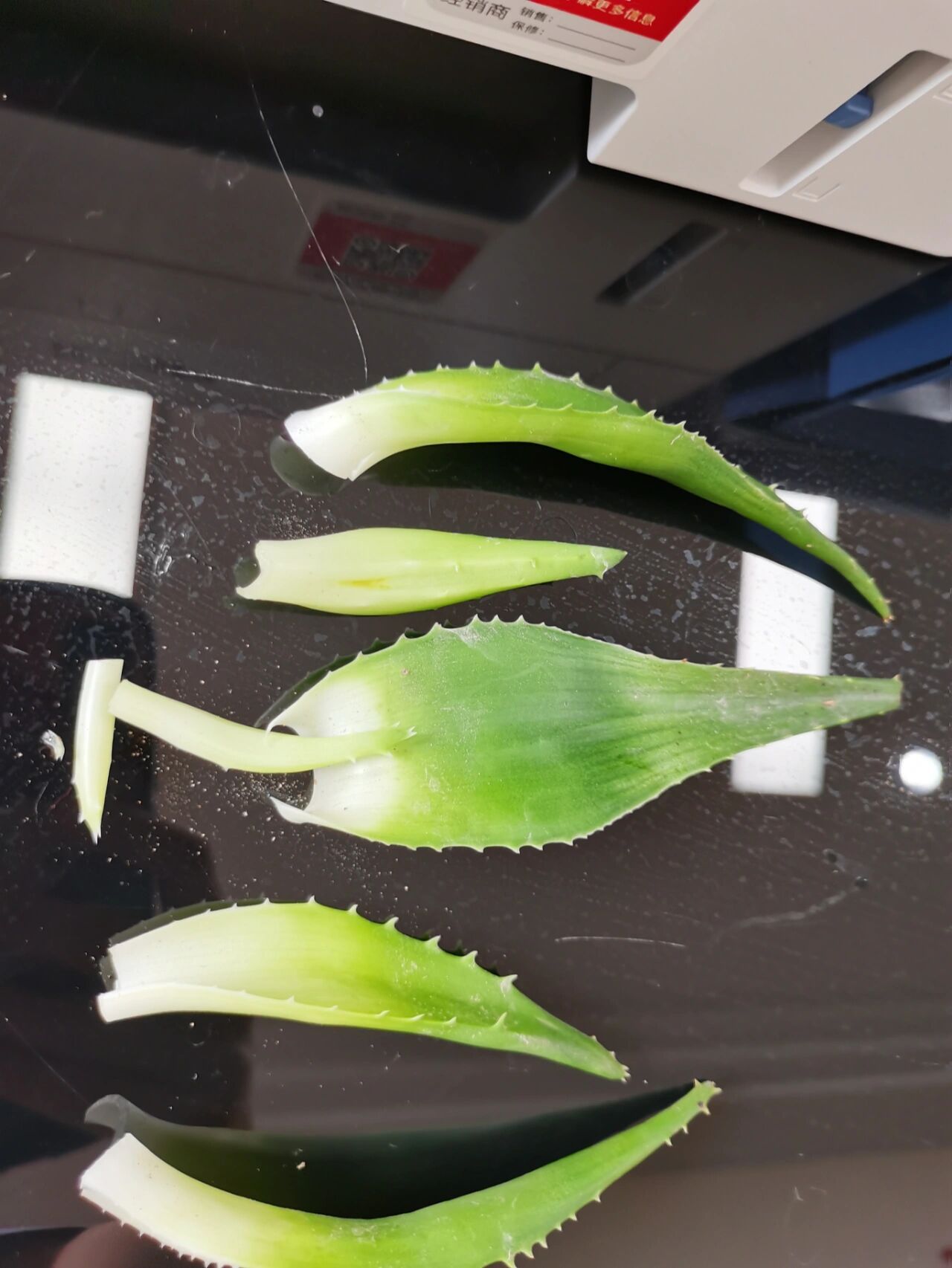 水培芦荟烂根了,有没有方法能复活他