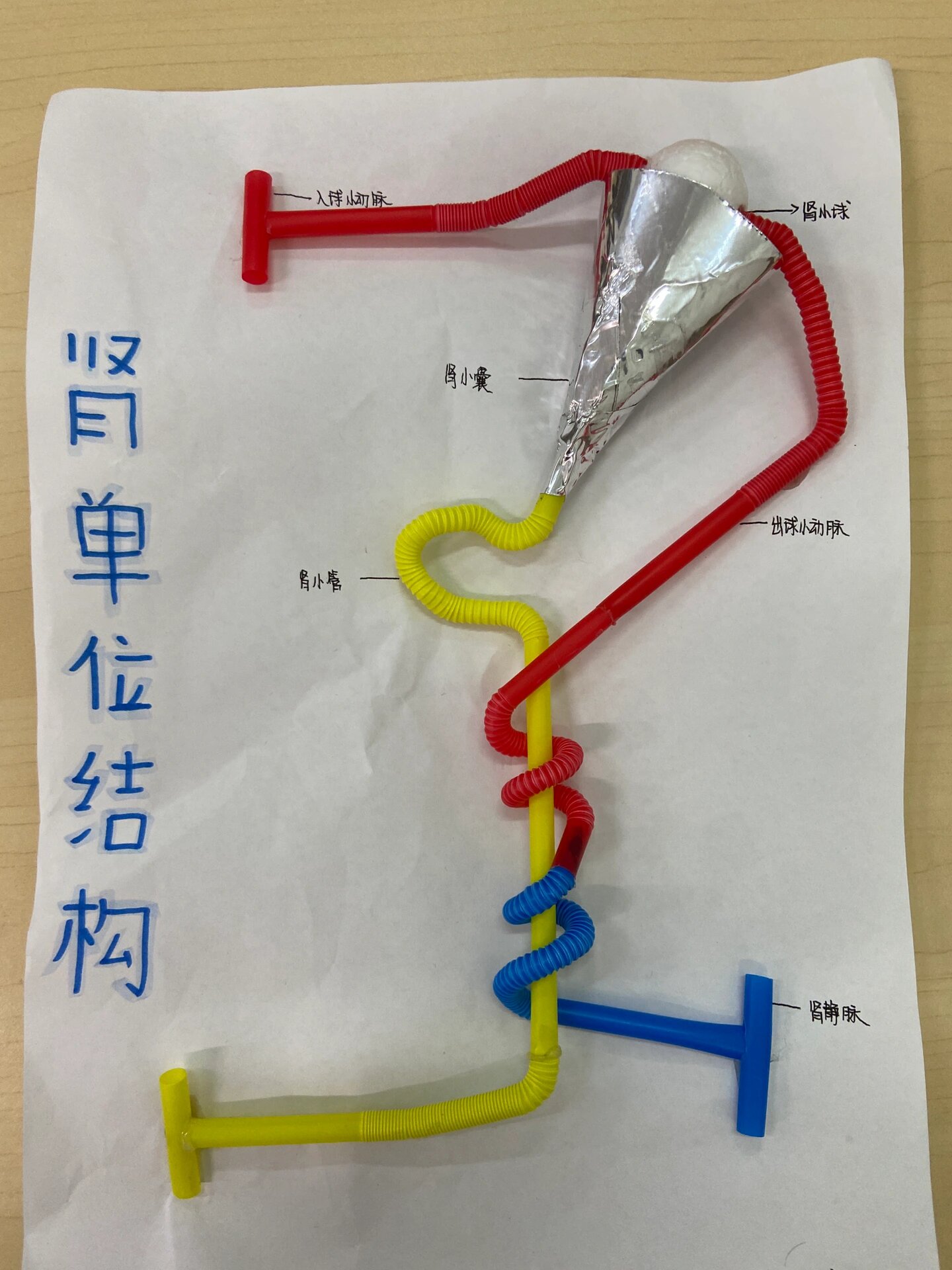 肾单位结构模型