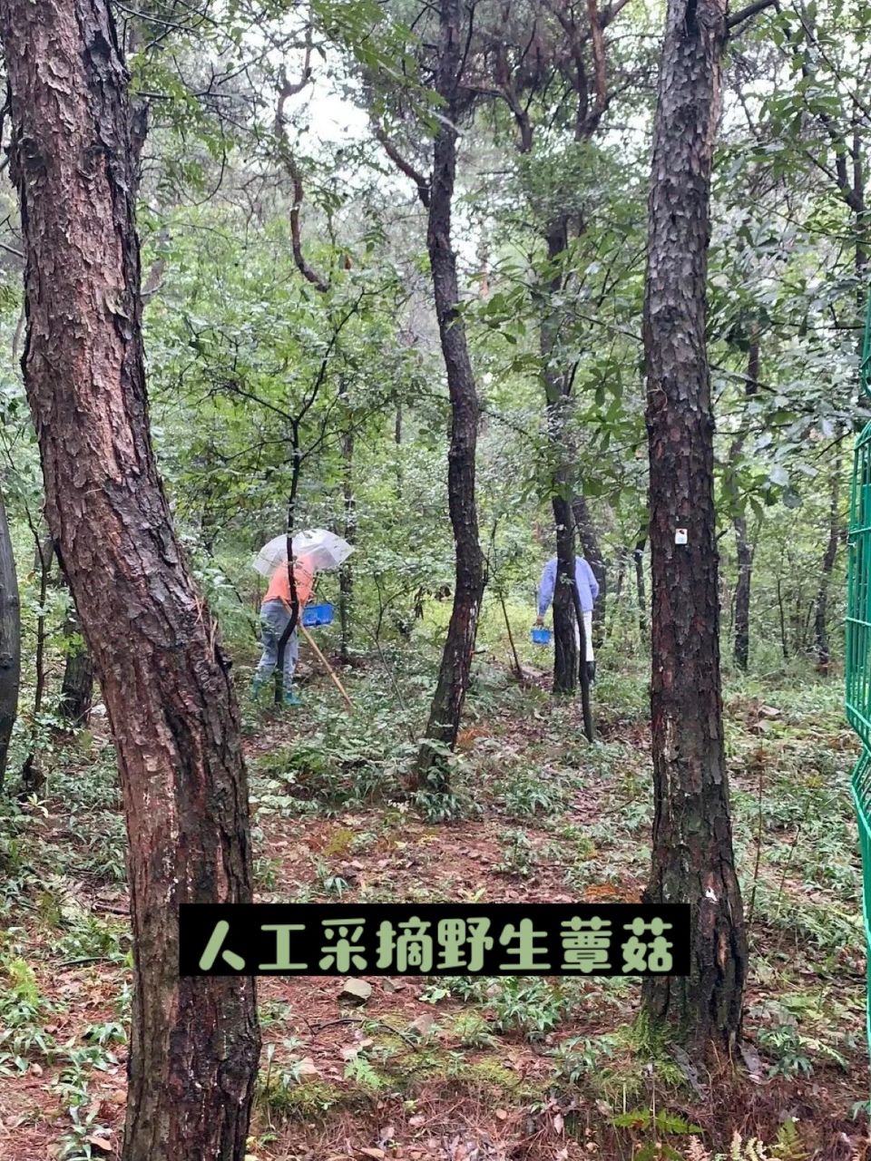 苏蕈记 93何为"蕈"(xùn) 在常熟虞山的松树林里,生长着一种名叫"