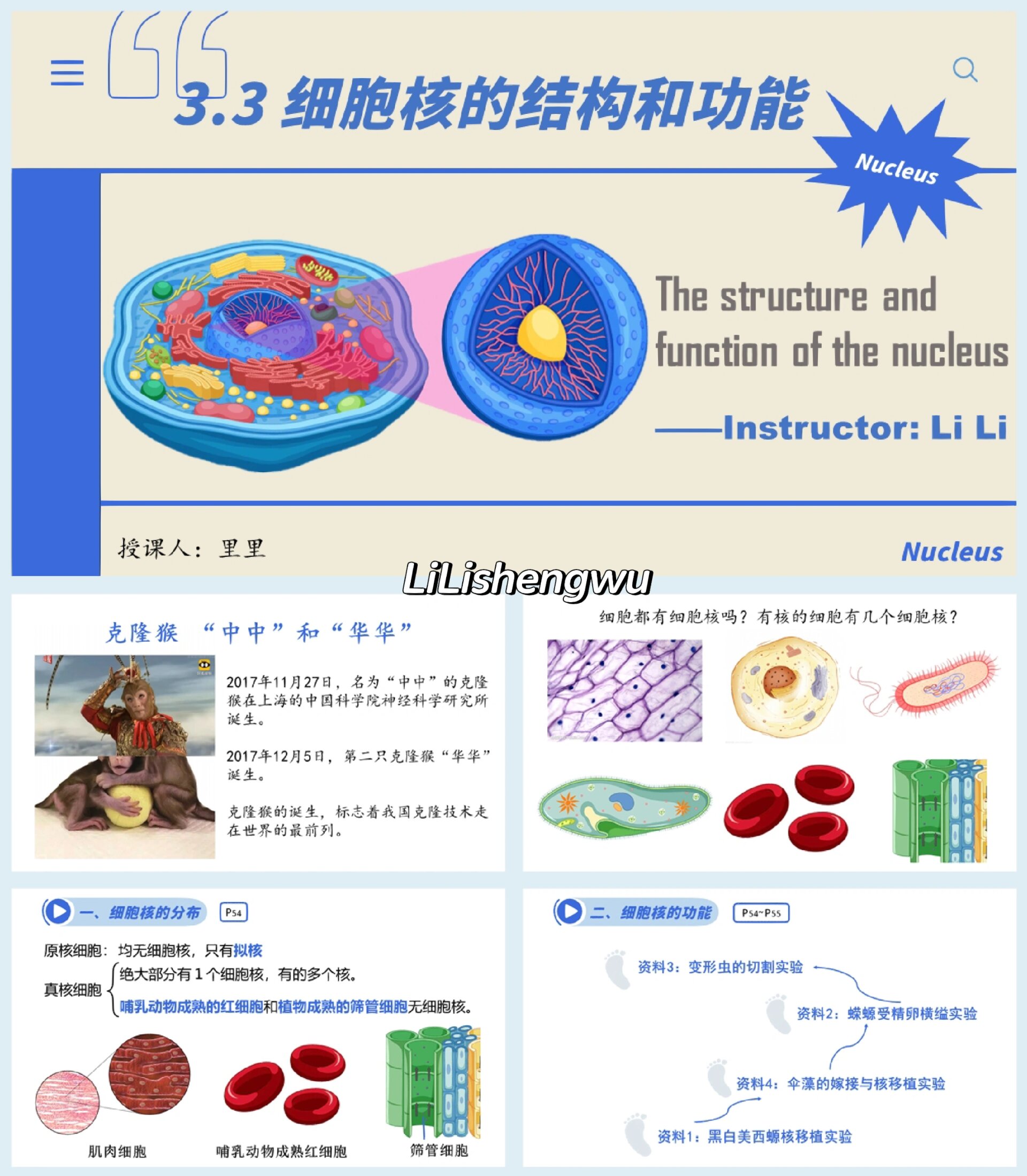 高中生物必修一课件🔥细胞核的结构和功能