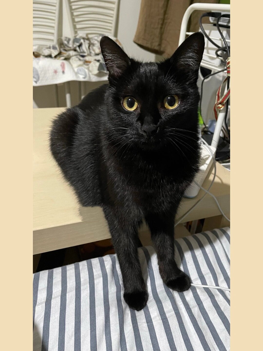 纯黑田园猫,黏人温顺