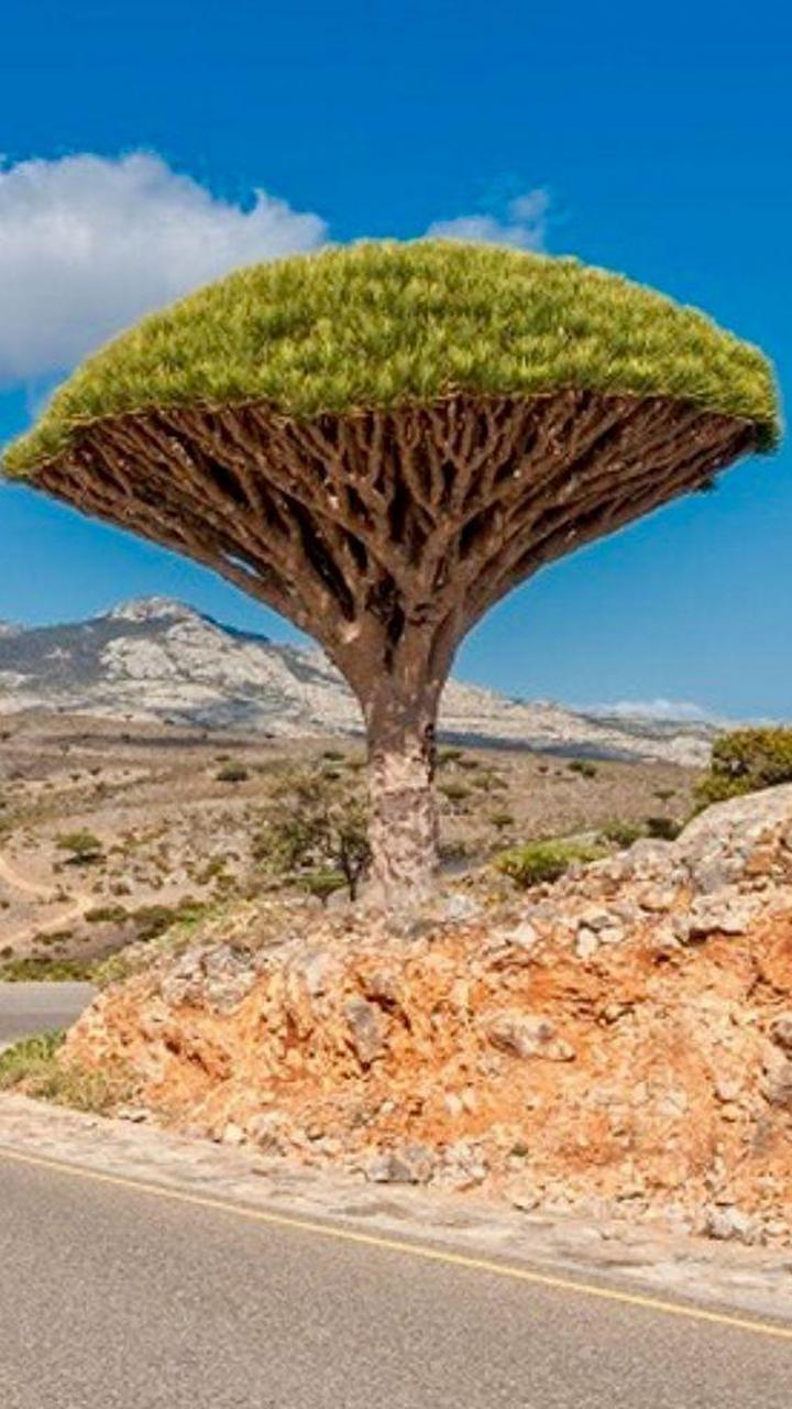 龙血树,龙舌兰科-龙血树属,常绿乔木,其树形高大;  龙血树原产于