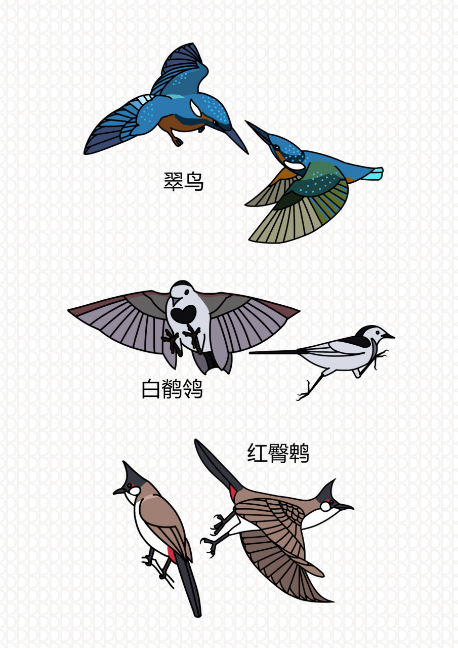 小红书最哇塞的鸟类简笔画26015不收藏后悔05