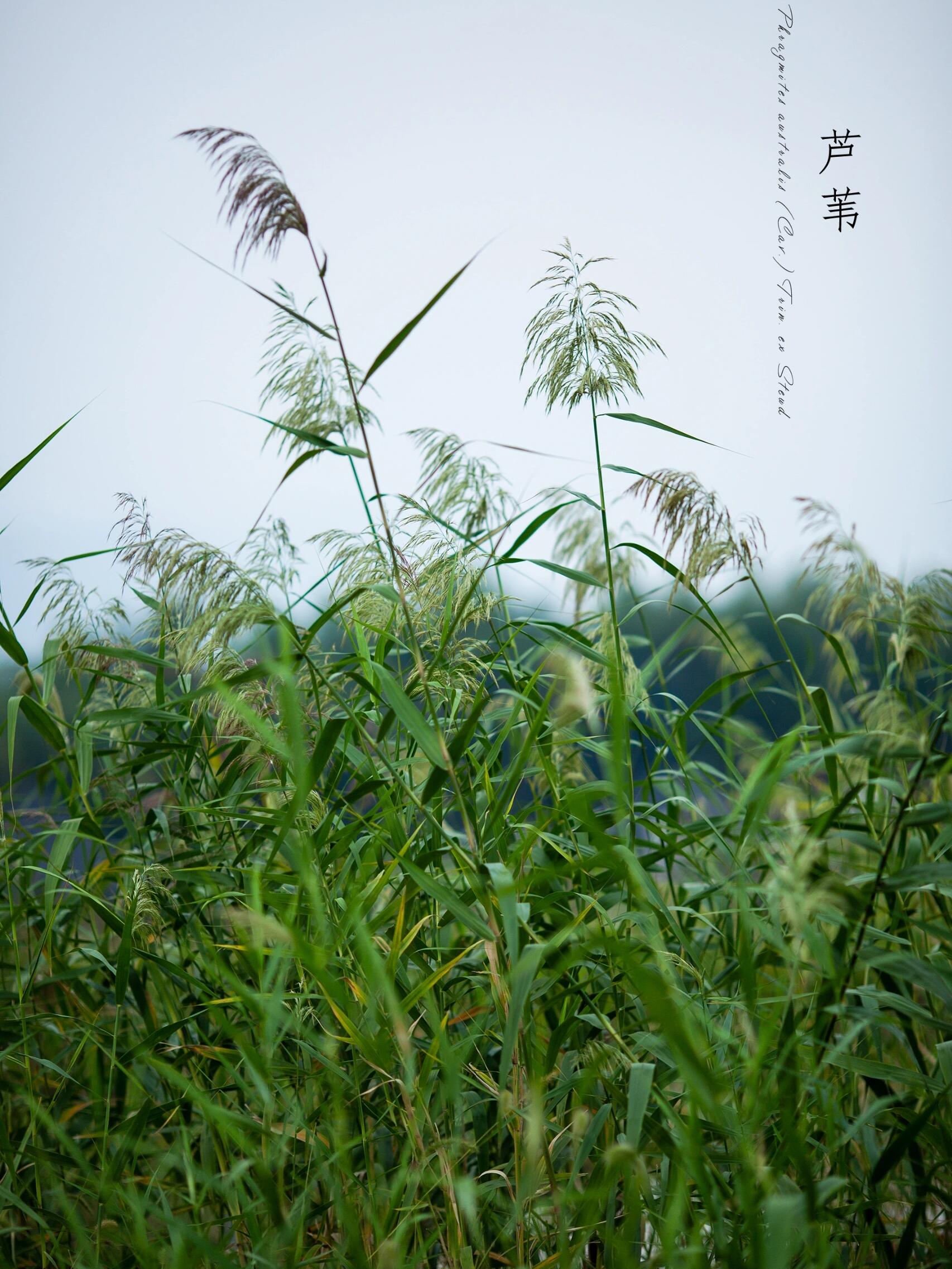芦苇