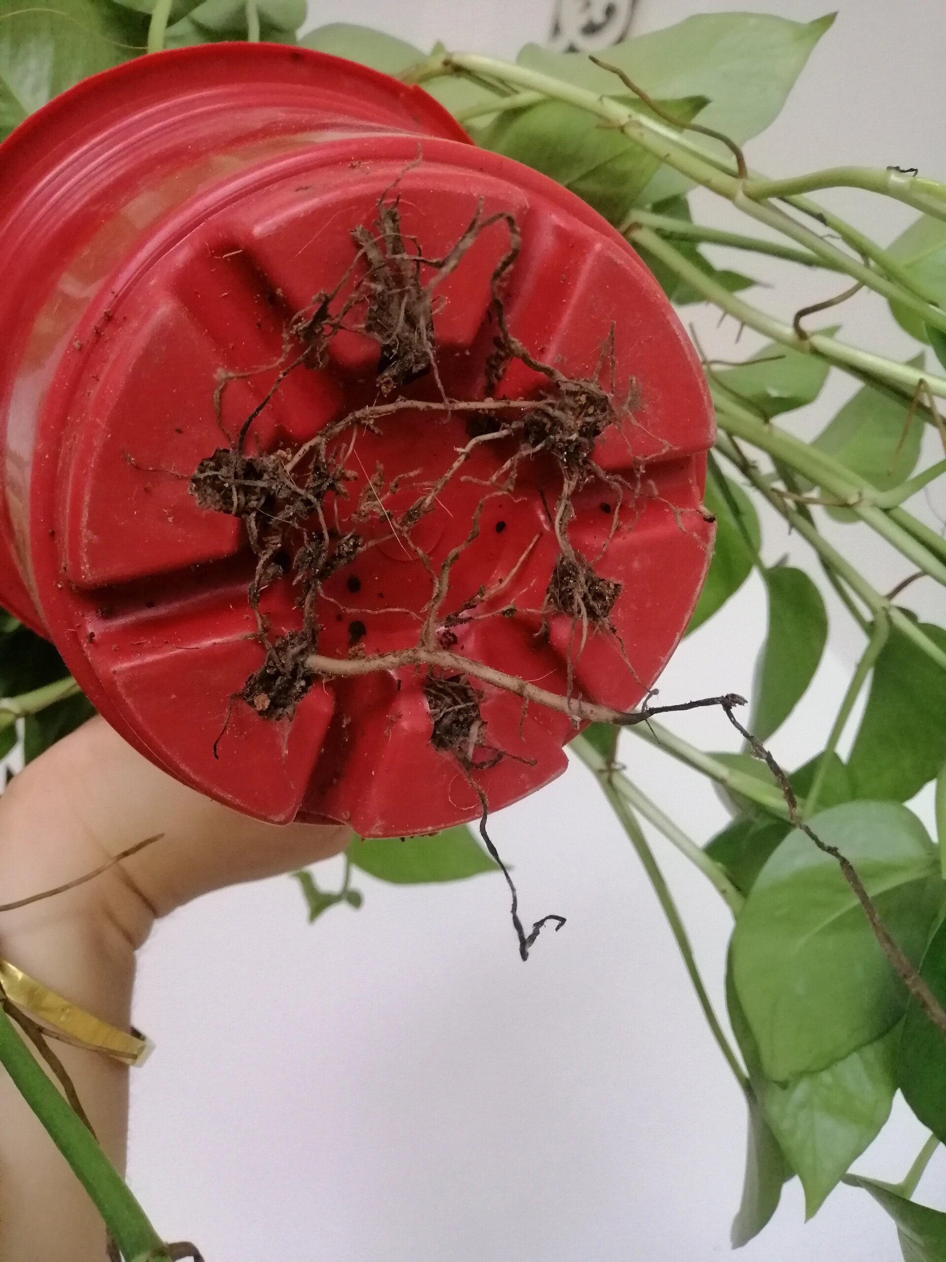 昨天买的绿萝怎样换盆?