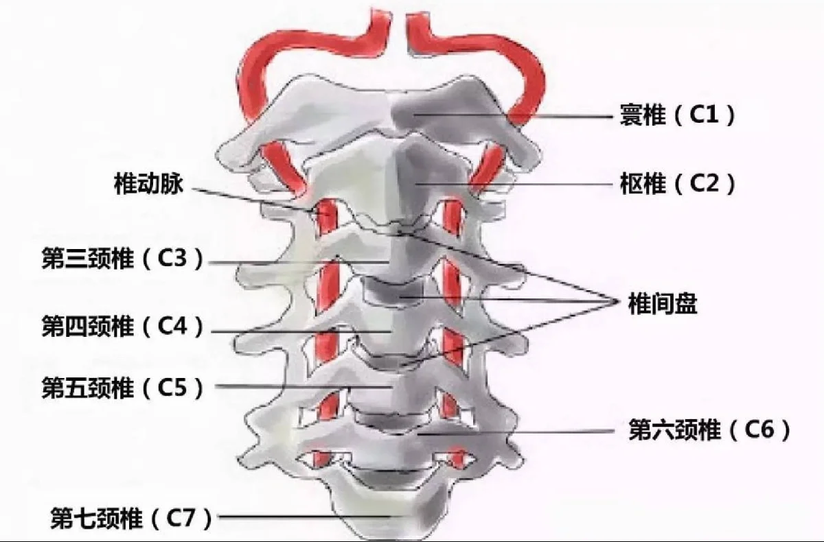 颈3椎体解剖图片