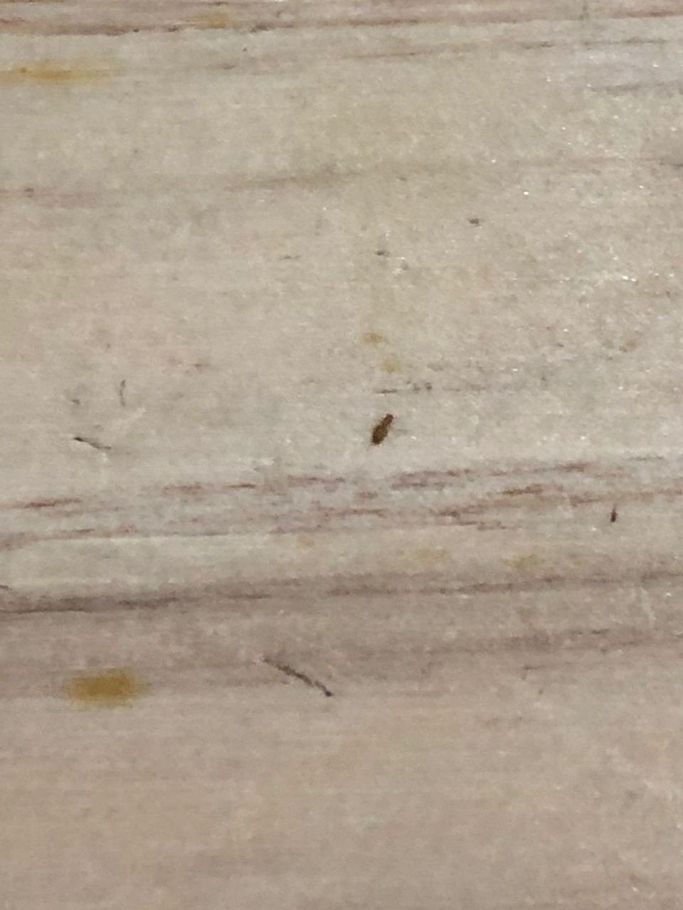 从来没有想过会被一种虫子折磨到精神衰弱的地步 最主要的好像只有我