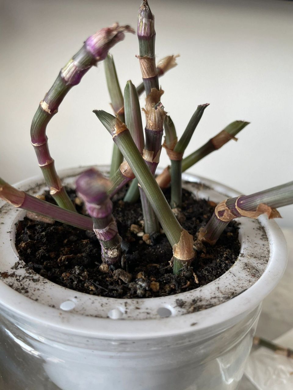 油画吊兰修剪 图一 修剪前 图二 修剪后 图三四 修剪下来的进行扦插