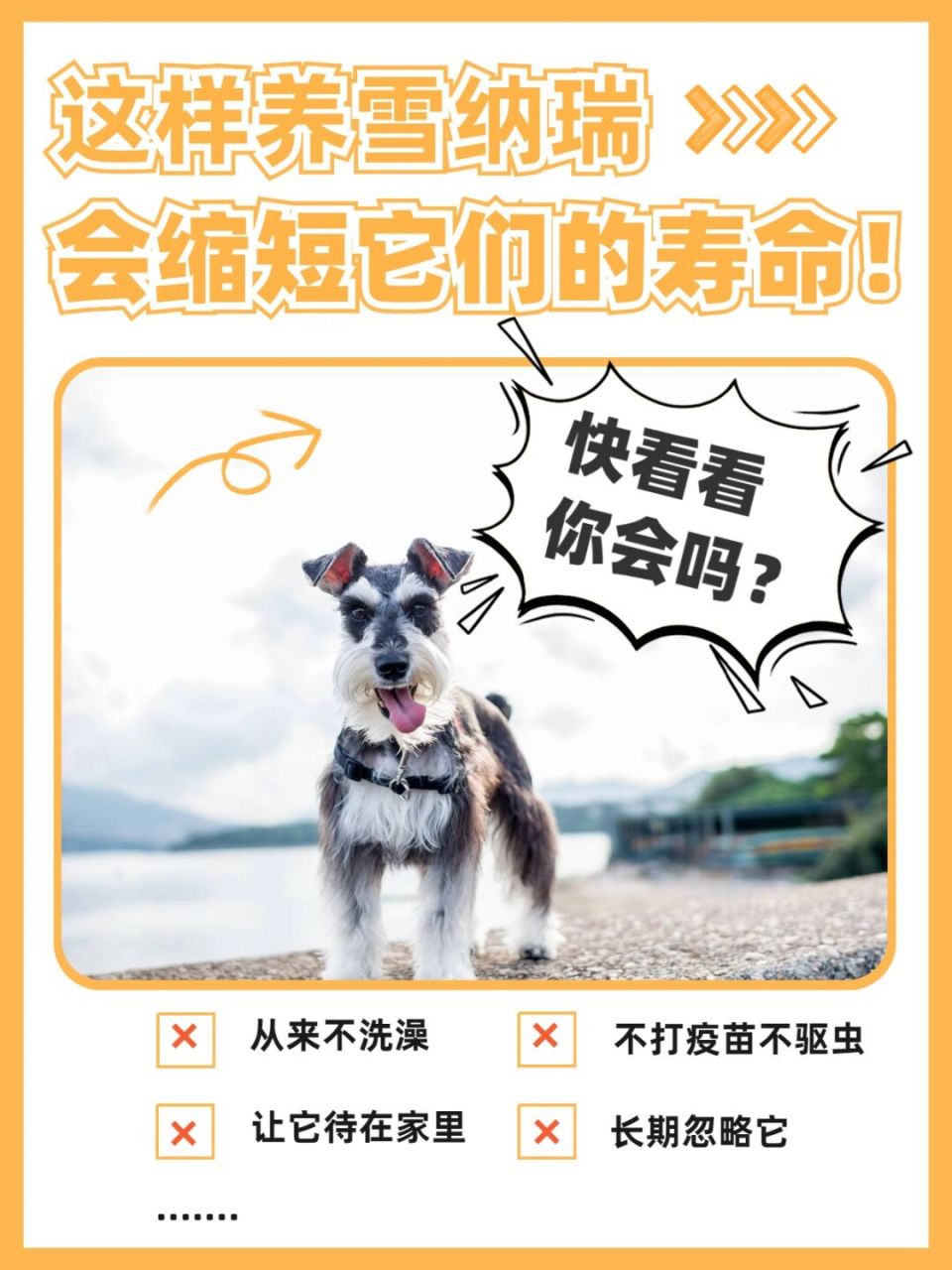 74这样养雪纳瑞,会缩短它们的寿命6015 74从来不洗澡 雪纳瑞