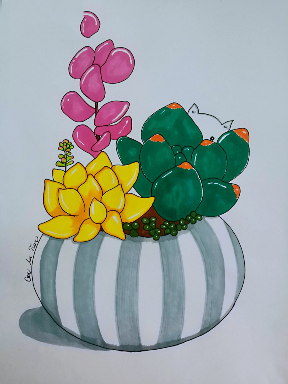 手绘多肉植物(附线稿) 简单的画,放松的心,让我们在绘画中体会不一样