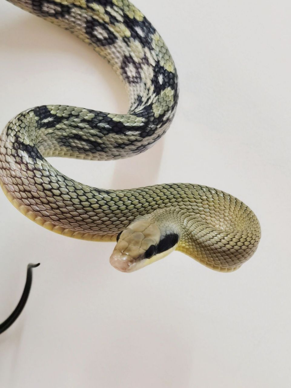 黑眉锦蛇越南亚种 当然,不是所有黑眉都是蓝灰色,当