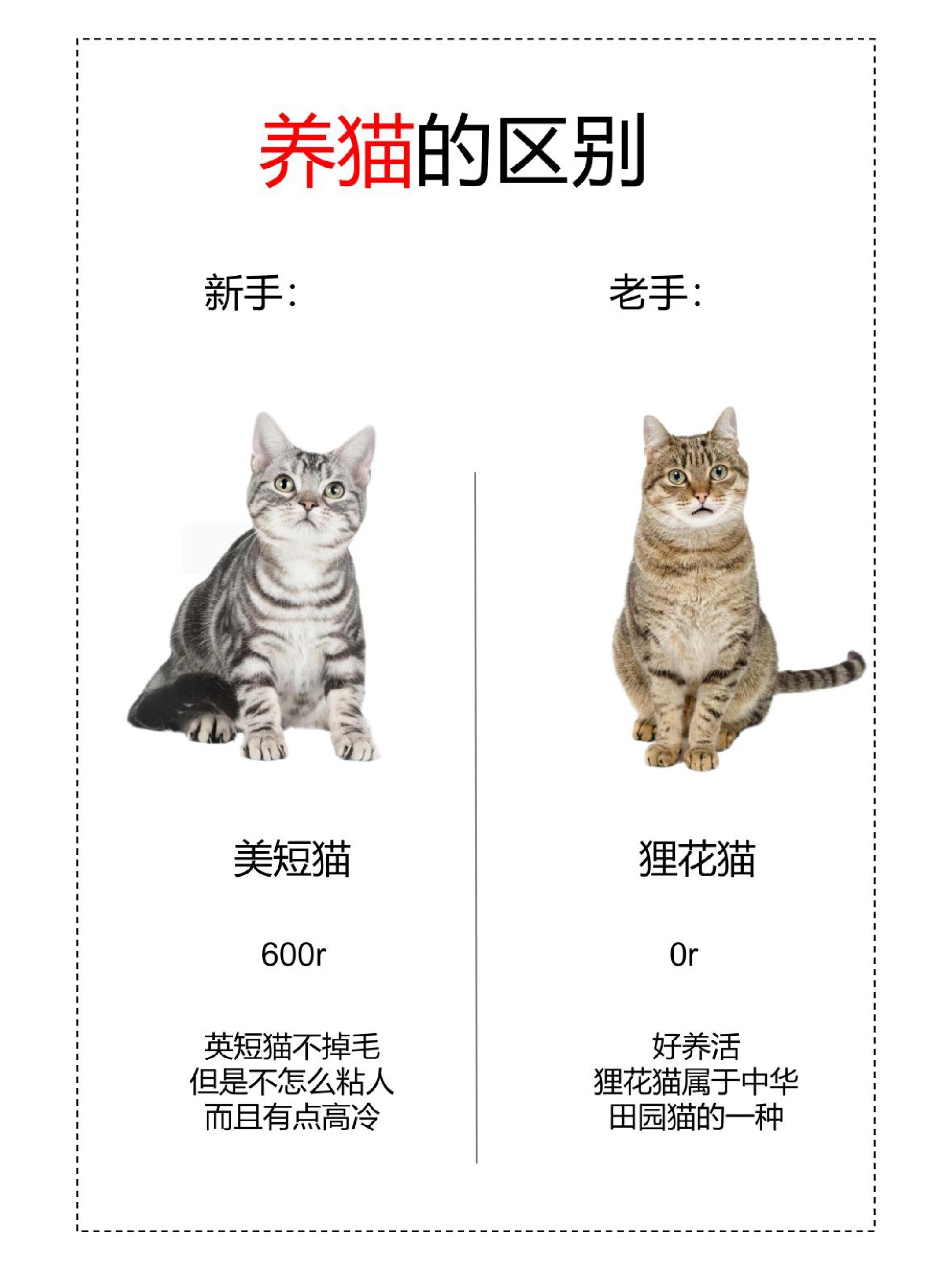 养美短猫和梨花的区别 狸花猫很粘人跟美短不一样,而且狸花猫很容易