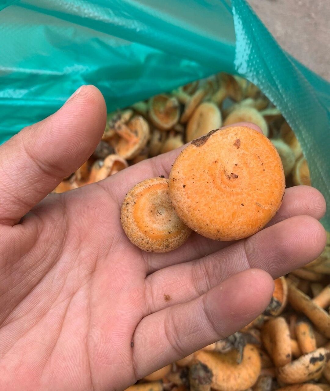 经常食用松树菌,有美颜健肤,抵抗辐射的食疗功效