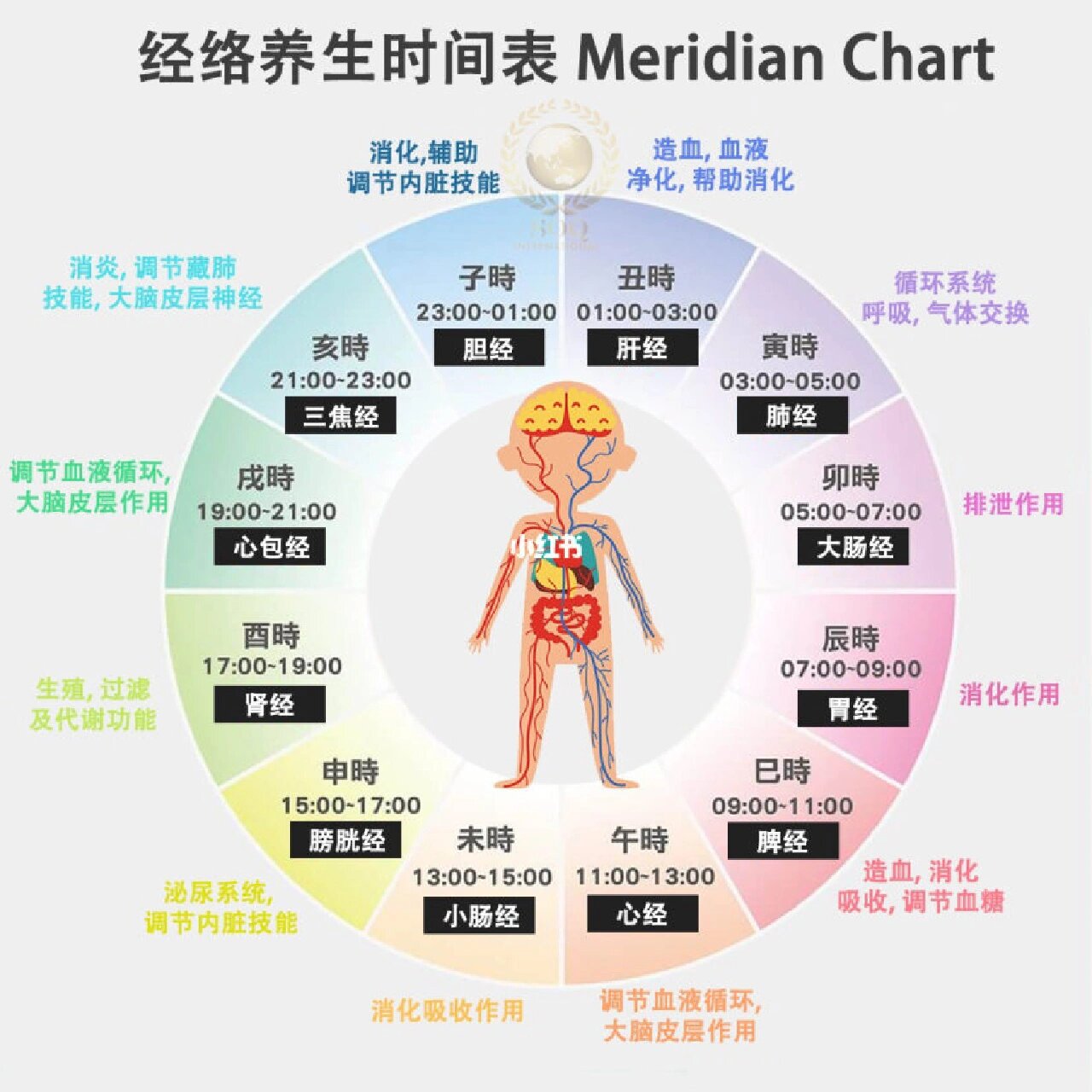 二十四小时经络养生图图片